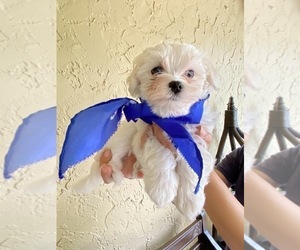 Maltese Puppy for sale in CORAL SPRINGS, FL, USA