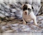 Small Photo #5 American Bully Puppy For Sale in TEMECULA, CA, USA