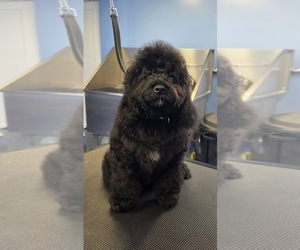 Medium Cockapoo (Miniature)