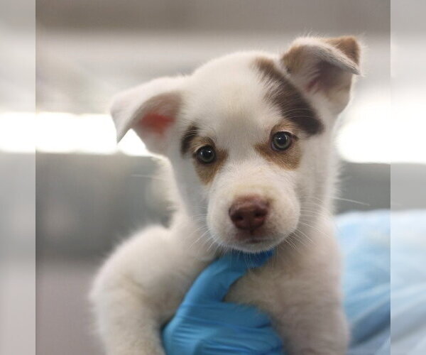 Medium Photo #1 Siberian Husky-Unknown Mix Puppy For Sale in San Antonio, TX, USA