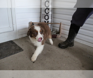 Australian Shepherd Puppy for sale in SEARS, MI, USA