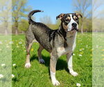 Small #8 American Bulldog Mix