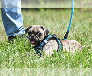 Pug Puppy for sale in PALM COAST, FL, USA