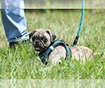Image preview for Ad Listing. Nickname: Buzz