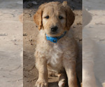 Small Photo #4 Goldendoodle Puppy For Sale in MADILL, OK, USA