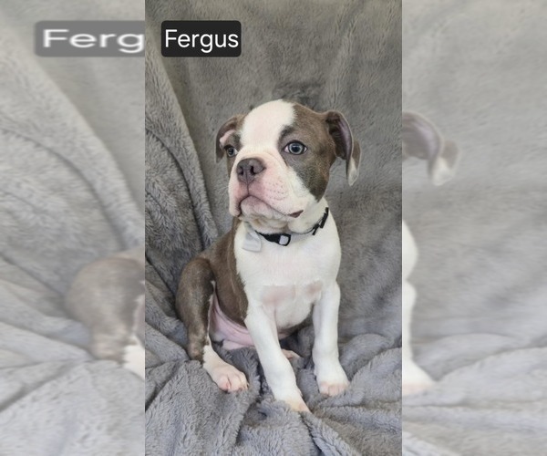 Medium Photo #1 Boston Terrier Puppy For Sale in MINERAL WELLS, WV, USA