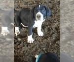Small Photo #4 Great Dane Puppy For Sale in BUNCETON, MO, USA