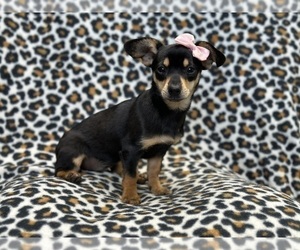 Chihuahua Puppy for Sale in LAKELAND, Florida USA