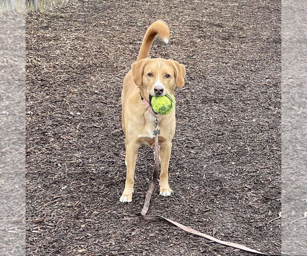 Medium Photo #8 Labrenees Puppy For Sale in Techny, IL, USA