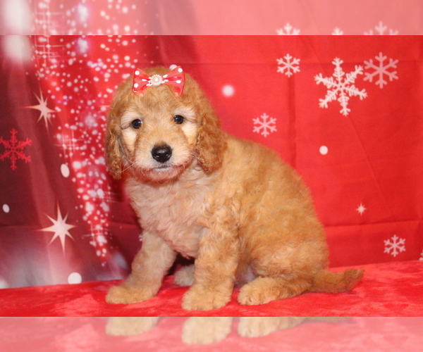 Medium Photo #1 Goldendoodle Puppy For Sale in FROSTPROOF, FL, USA