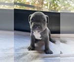 Small Photo #13 American Bully Puppy For Sale in SOMERSET, KY, USA