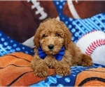Small Photo #6 Goldendoodle (Miniature) Puppy For Sale in RISING SUN, MD, USA