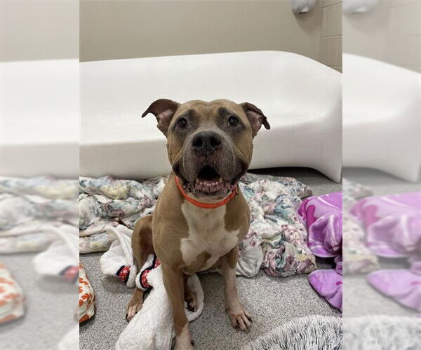 Medium Photo #1 American Staffordshire Terrier-Unknown Mix Puppy For Sale in Elk Grove, CA, USA