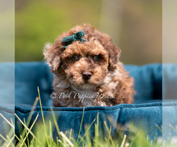 Medium Photo #5 Poodle (Miniature) Puppy For Sale in WARSAW, IN, USA