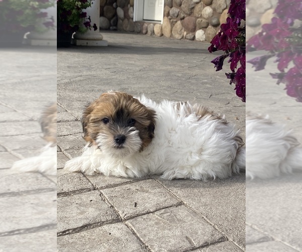 Medium Photo #2 Havanese Puppy For Sale in CANOGA, NY, USA