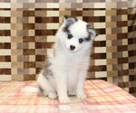 Small #2 Pomsky
