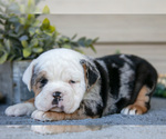 Small #2 Beabull