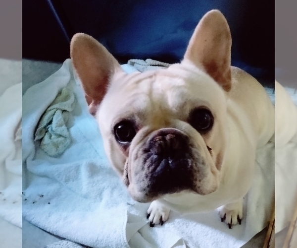 Medium Photo #1 French Bulldog Puppy For Sale in FT MYERS, FL, USA