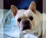 Small Photo #1 French Bulldog Puppy For Sale in FT MYERS, FL, USA