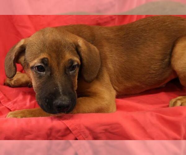 Medium Photo #1 Labrador Retriever-Unknown Mix Puppy For Sale in Thief River Falls, MN, USA