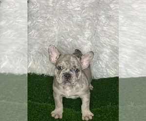 French Bulldog Puppy for sale in PORTLAND, OR, USA