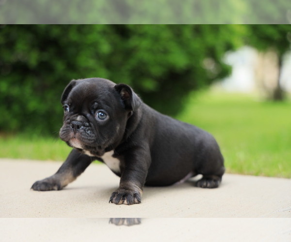 Medium Photo #33 French Bulldog Puppy For Sale in CARROLLTON, TX, USA