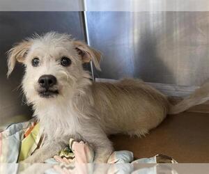 POOKIE - Male Mutt Dog for Adoption - Photo #2