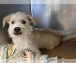 Small Photo #2 Mutt Puppy For Sale in San Antonio, TX, USA