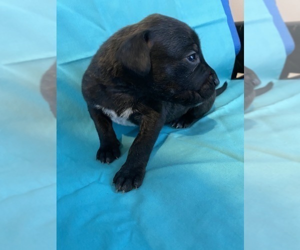Medium Photo #3 American Pit Bull Terrier Puppy For Sale in MIAMI, FL, USA