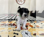 Puppy Puppy 3 Schnauzer (Miniature)