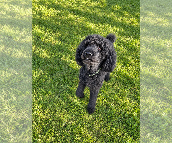 Medium Photo #3 Poodle (Standard) Puppy For Sale in Pacolet, SC, USA