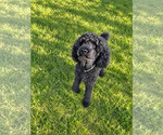 Small Photo #3 Poodle (Standard) Puppy For Sale in Pacolet, SC, USA