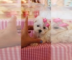 Small Photo #1 Maltese Puppy For Sale in PEMBROKE PINES, FL, USA