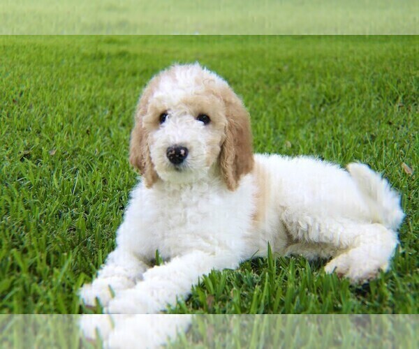 Medium Photo #8 Goldendoodle Puppy For Sale in BRANDON, FL, USA