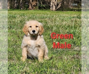 Goldendoodle Puppy for Sale in CLARKSVILLE, Texas USA