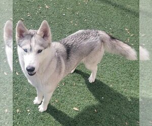 Huskies -Unknown Mix Dogs for adoption in Rockwall, TX, USA