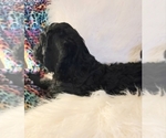 Small Photo #1 Goldendoodle Puppy For Sale in WILLMAR, MN, USA