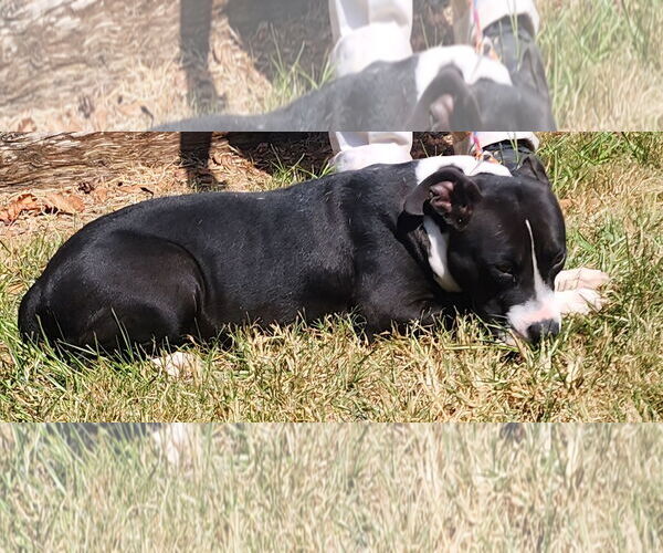 Medium Photo #3 American Pit Bull Terrier-Unknown Mix Puppy For Sale in Wetumpka, AL, USA