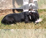 Small #2 American Pit Bull Terrier Mix