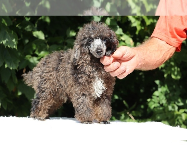 Medium Photo #22 Poodle (Toy) Puppy For Sale in DYERSBURG, TN, USA
