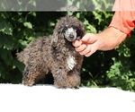 Small #21 Poodle (Toy)