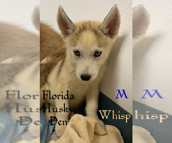 Medium Photo #1 Siberian Husky Puppy For Sale in NEW PORT RICHEY, FL, USA