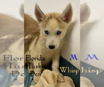 Small Photo #1 Siberian Husky Puppy For Sale in NEW PORT RICHEY, FL, USA