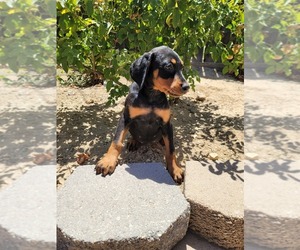Doberman Pinscher Puppy for sale in CORONA, CA, USA