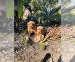 Small #3 Golden Retriever