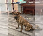 Small American Pit Bull Terrier Mix