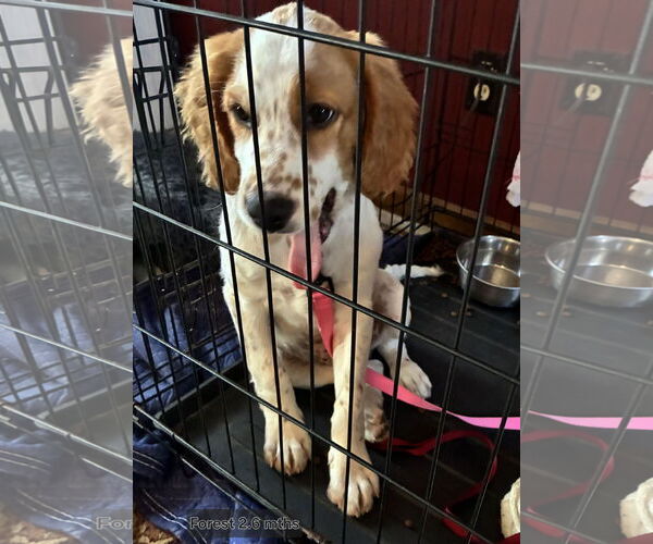 Medium Photo #1 Brittany-English Setter Mix Puppy For Sale in Curwensville, PA, USA