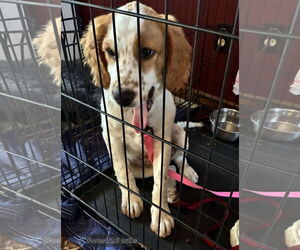 Brittany-English Setter Mix Dogs for adoption in Curwensville, PA, USA