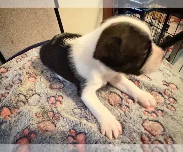 Medium Photo #5 Boston Terrier-Jack Russell Terrier Mix Puppy For Sale in LONDONDERRY, NH, USA