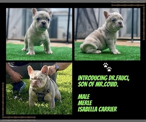 French Bulldog Puppy for sale in MIAMI, FL, USA